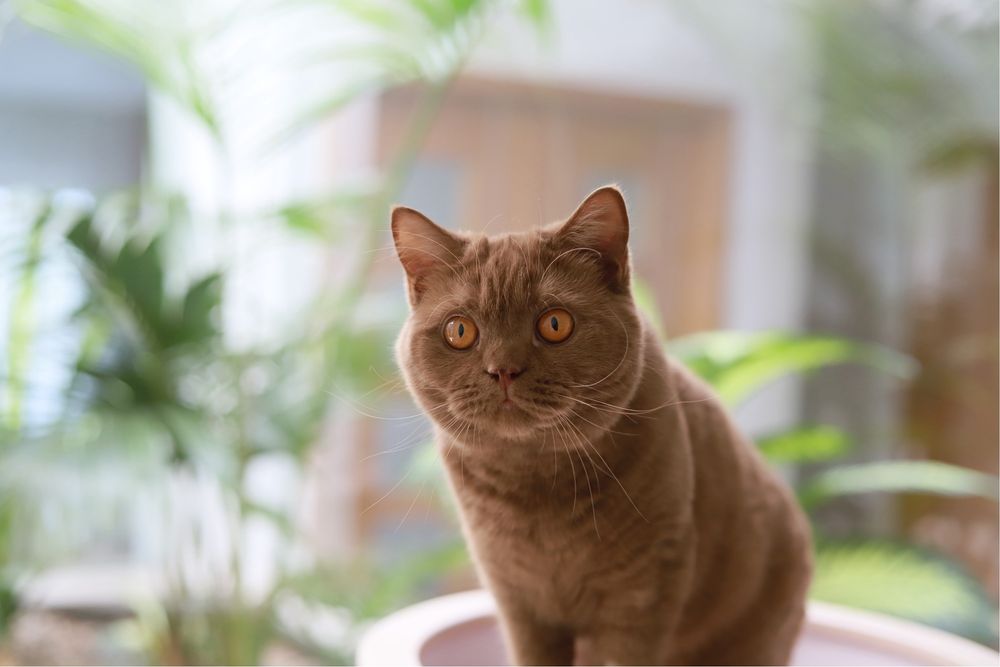 Femêa British  Shorthair Cinnamon