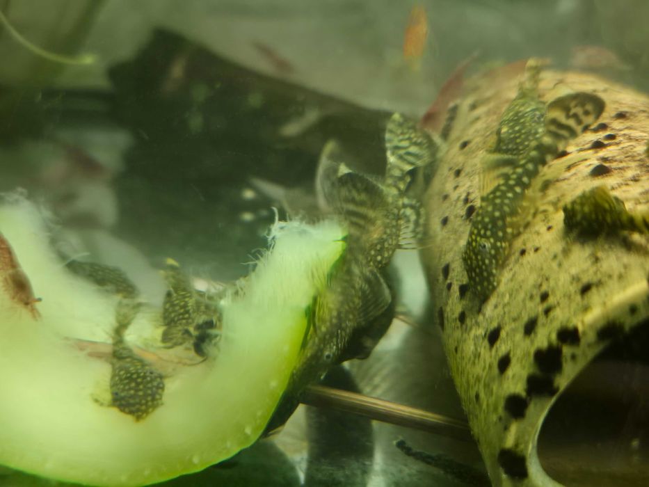 Zbrojnik, glonojad pospolity