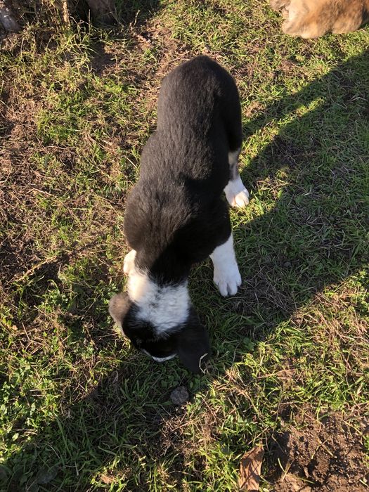 Ovelhas ( cachorras de raça cao de gado transmontano).