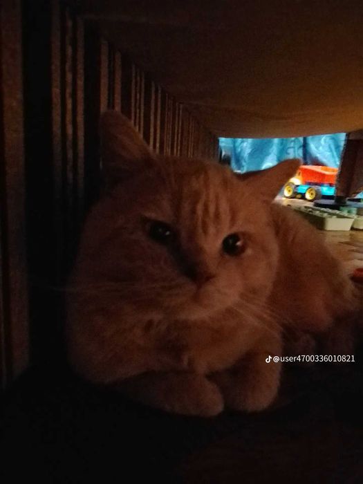 Котик шукає кішку для в'язки