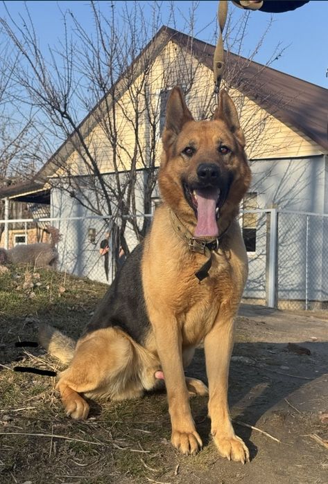 Цуценята німецької вівчарки