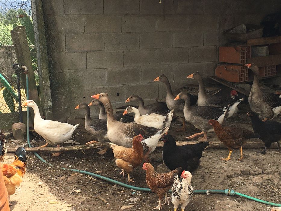 Varias aves de diferentes idades