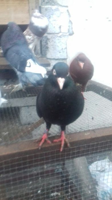 Garlacze stawaki polskie