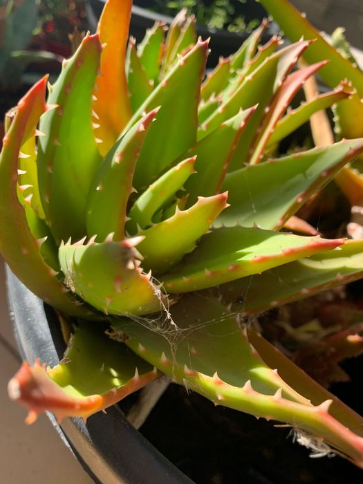 Suculentas ( cacto peito de perdiz) 10€