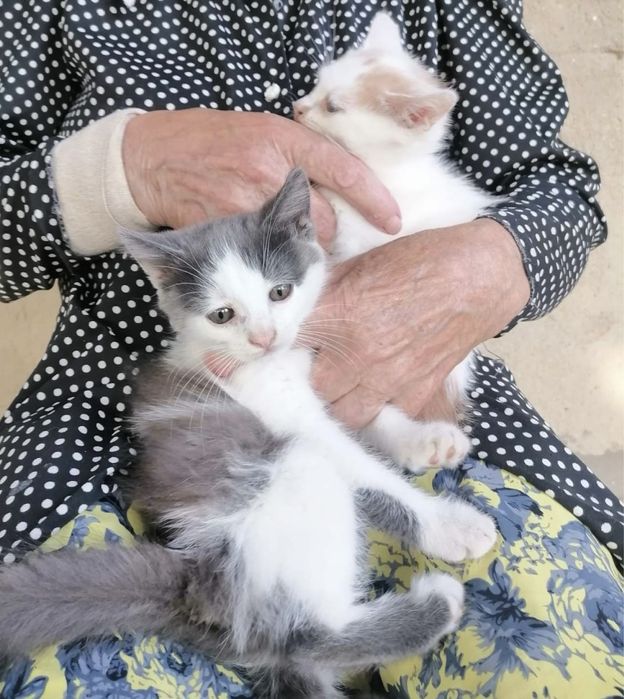 Віддам кошенят, котики в добрі руки