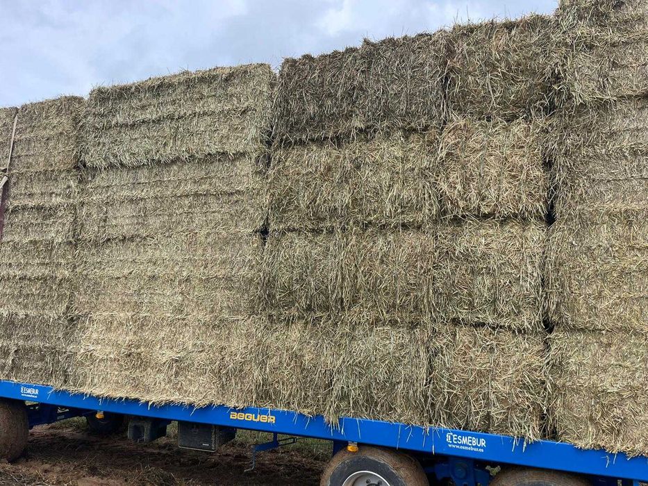 venda de feno de trigo