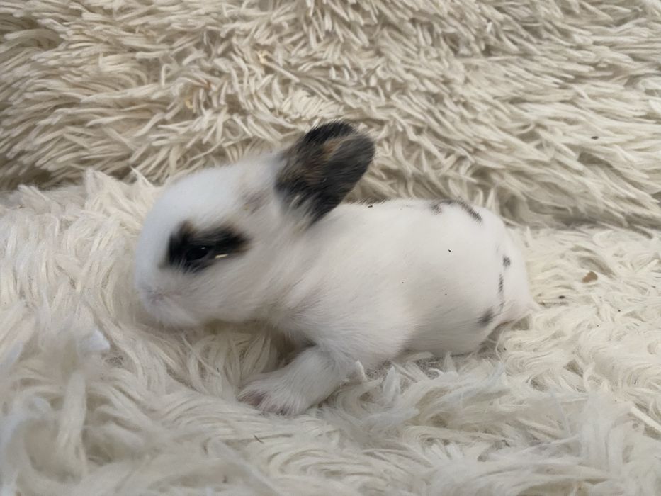 Królczek Mini Lop