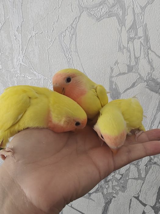 Agapórnis Domesticados