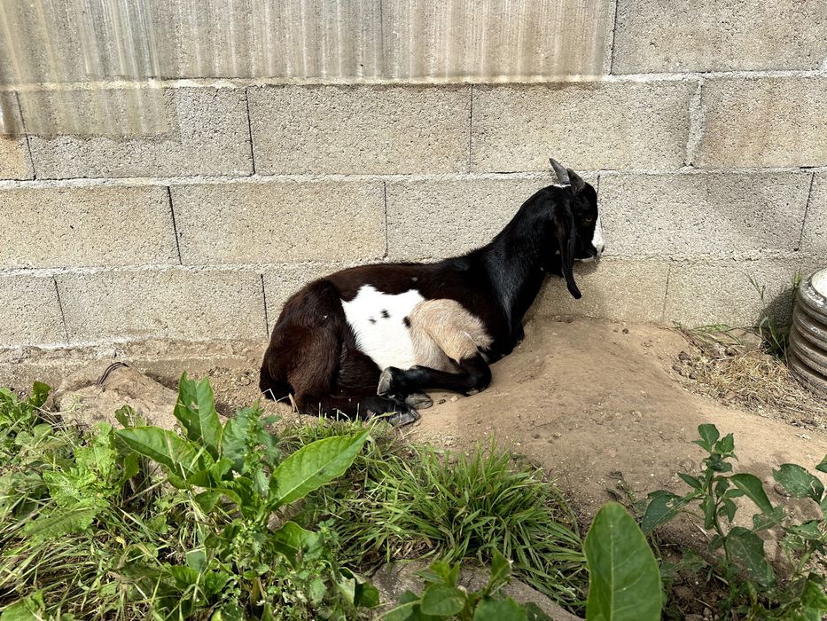 Vendo/troco cabrito Anglo Nubiano (evitar troca de sangue)