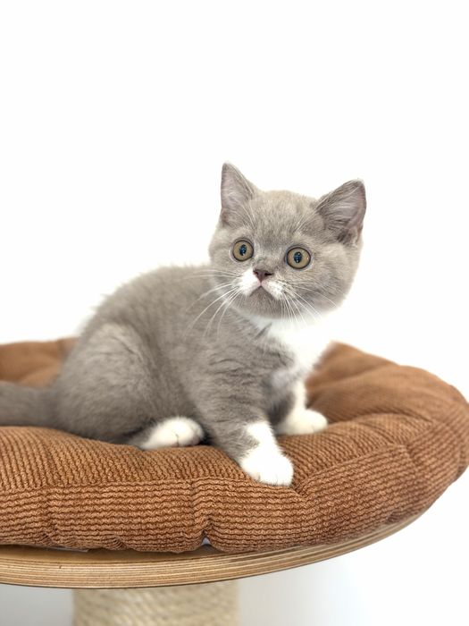 Macho British  Shorthair com LOP