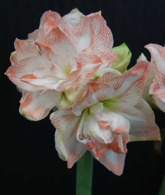 Amarylis zwartnica hippeastrum pełna United Glory cebula za 39 zł