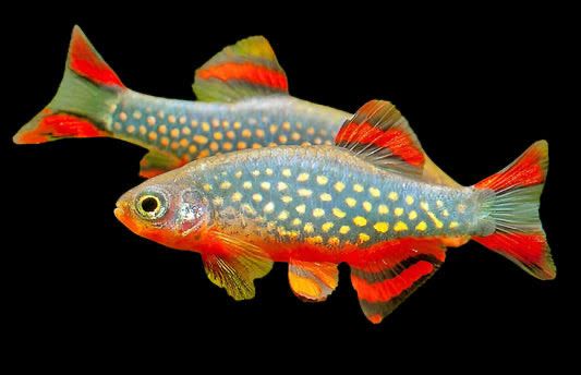 Galaxy Rasbora (Danio margaritatus)