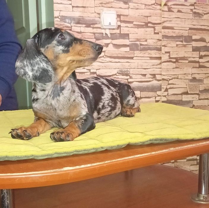 Щенки таксы стандарт с документами клуба