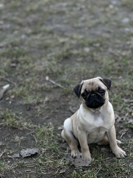 Девочка ( мопса )