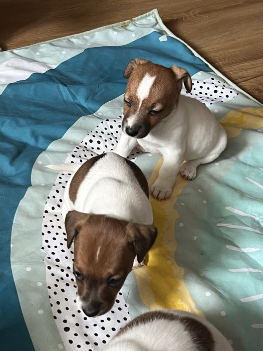 Щенки джек рассел терьер.