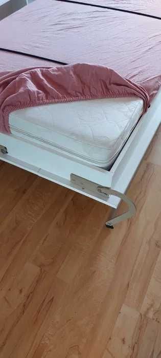 Półkotapczan biały