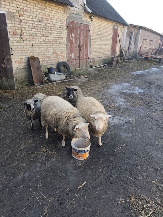 Sprzedam 2 barany i 2 owieczki