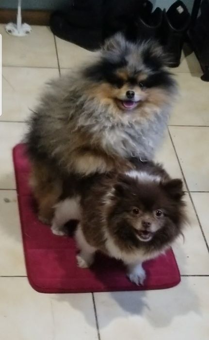 Вязка кобель померанский шпиц