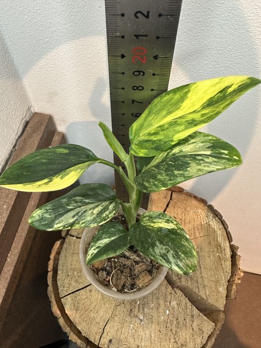 Монстера Monsters Standleyana Yellow Variegated "Cobra Yellow var."