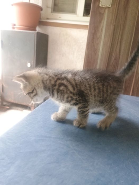 Віддам котеня безкоштовно