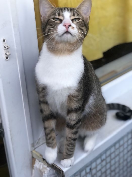 Котик 1,5 года бесплатно