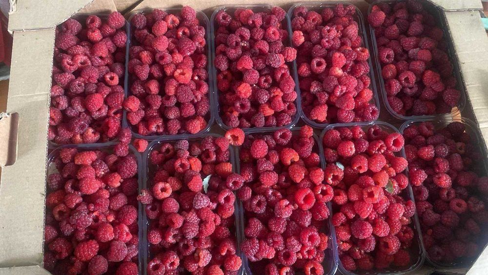 Продам свіжу малину