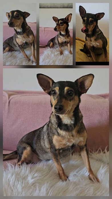 Mala Hania szuka domu