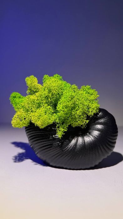 Мушлі із стабілізованим мохом