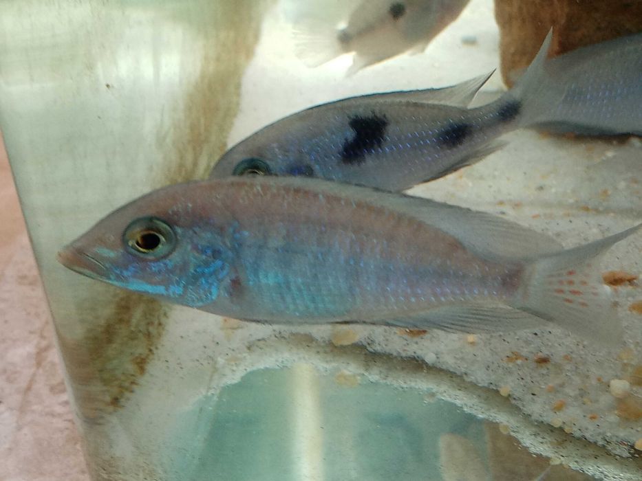 Híbrido de ciclídeo (xCyrtocara moorei) Lake Malawi 9cm
