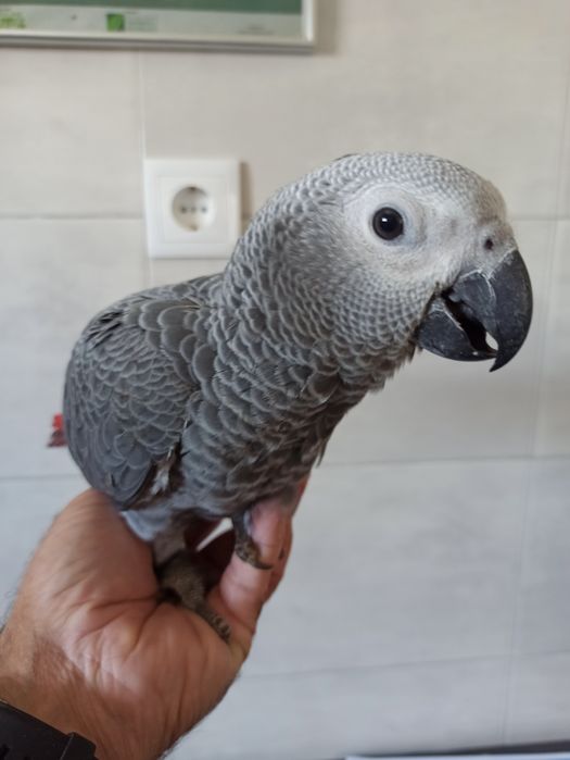 Papagaios cinzentos bebês