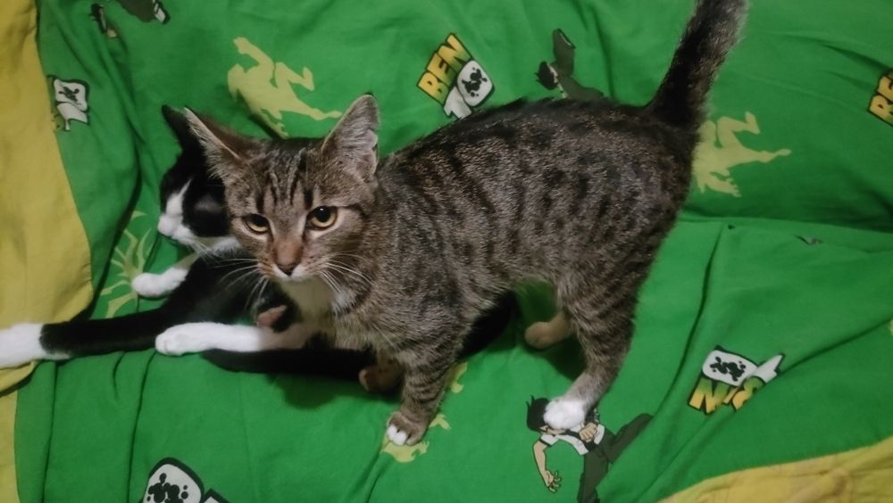 Półroczna Fela zdrowa, uratowana, towarzyska