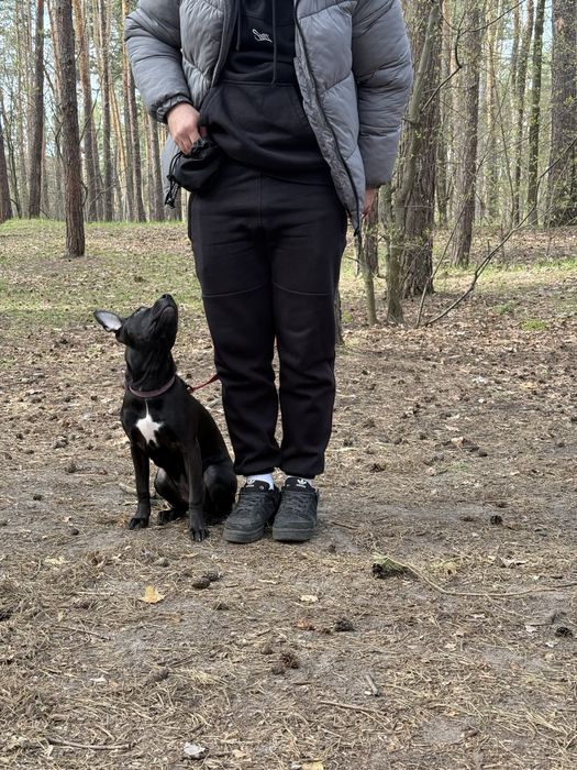 Кінолог . Дресирування собак