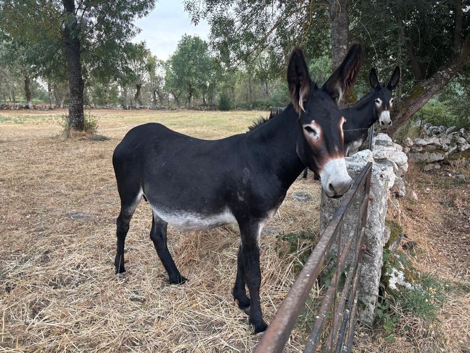 2 Burros com 2 meses