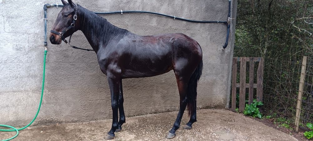 Egua castanha montada