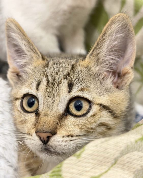 Кошеня шукаю дім