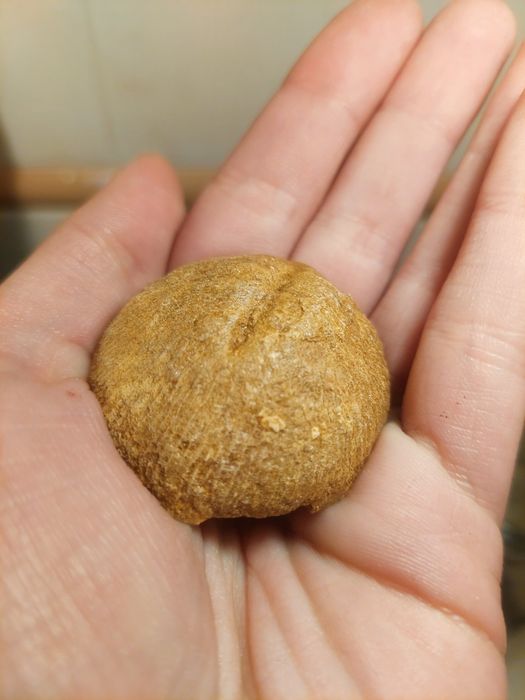 Fóssil coral Cretácico