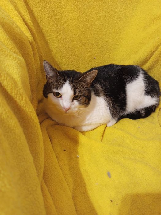 Wysterylizowana kotka szuka domu niewychodzącego