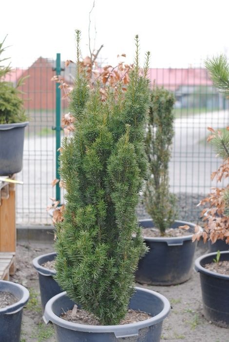 Cis Pośredni Taxus Media 'Hicksii' Leszno