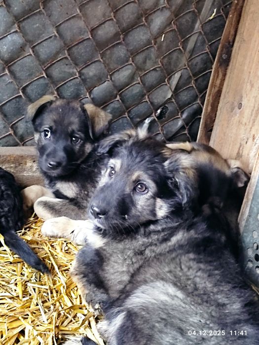 Цуценята вакциновані  безкоштовно