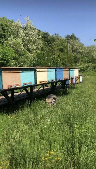 Натуральний Акацієвий мед та Соняшниковий з власної пасіки  2025 року