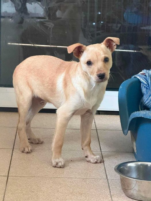 Malibu i Mimosa - słodziaki do adopcji