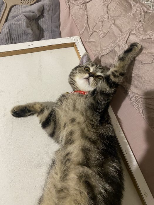 Принцеса скотіш страйт