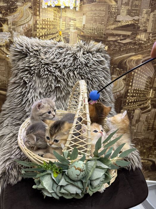 Шотландські кошенята