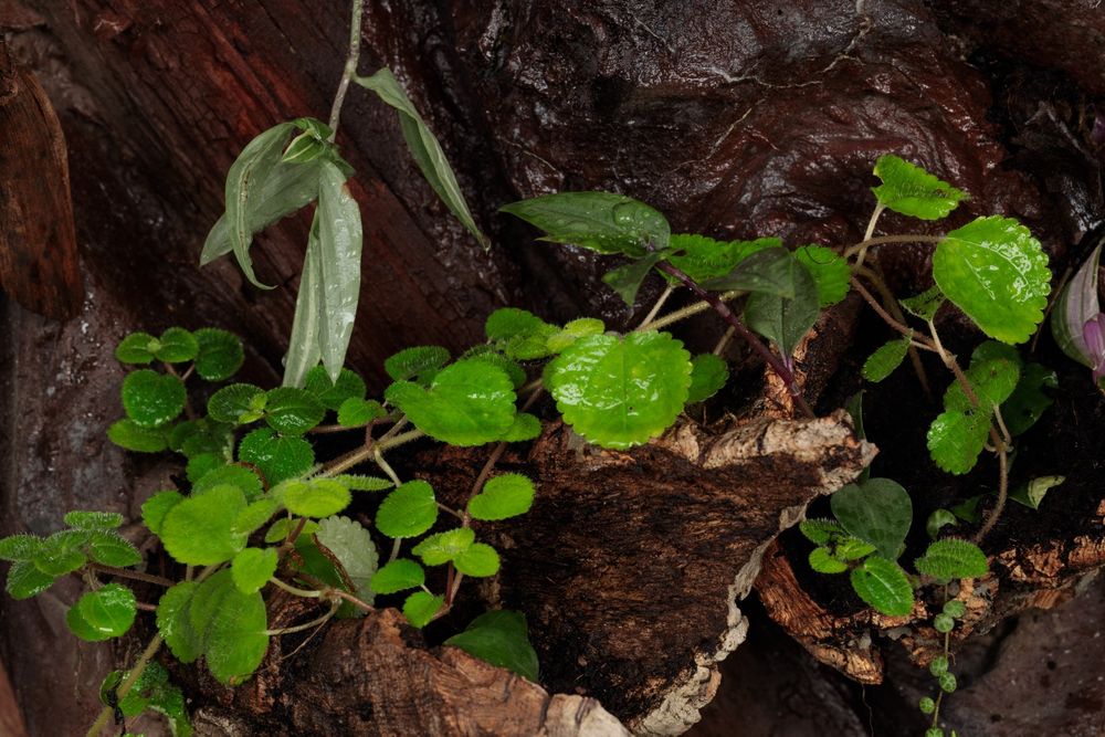 Terrarium gekon paludarium vivarium