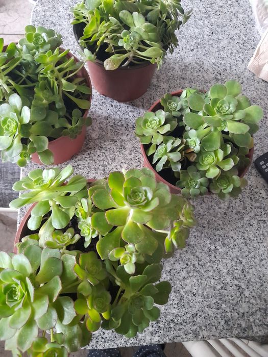 Plantas suculentas