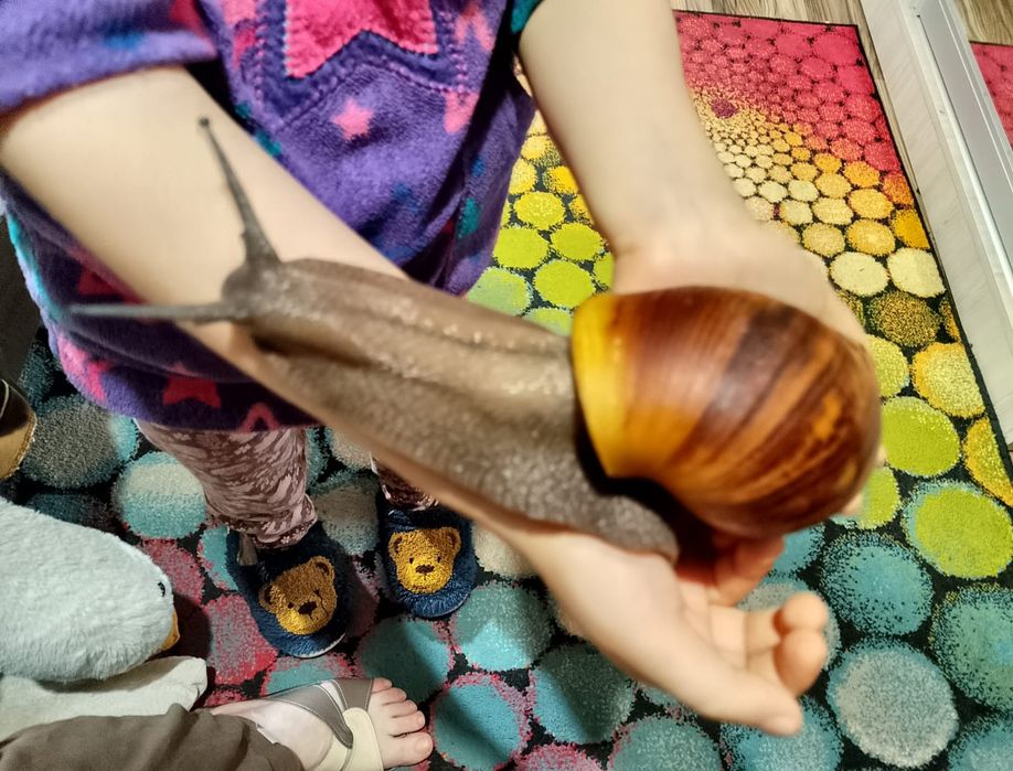 Продам равликів Архахатиніа