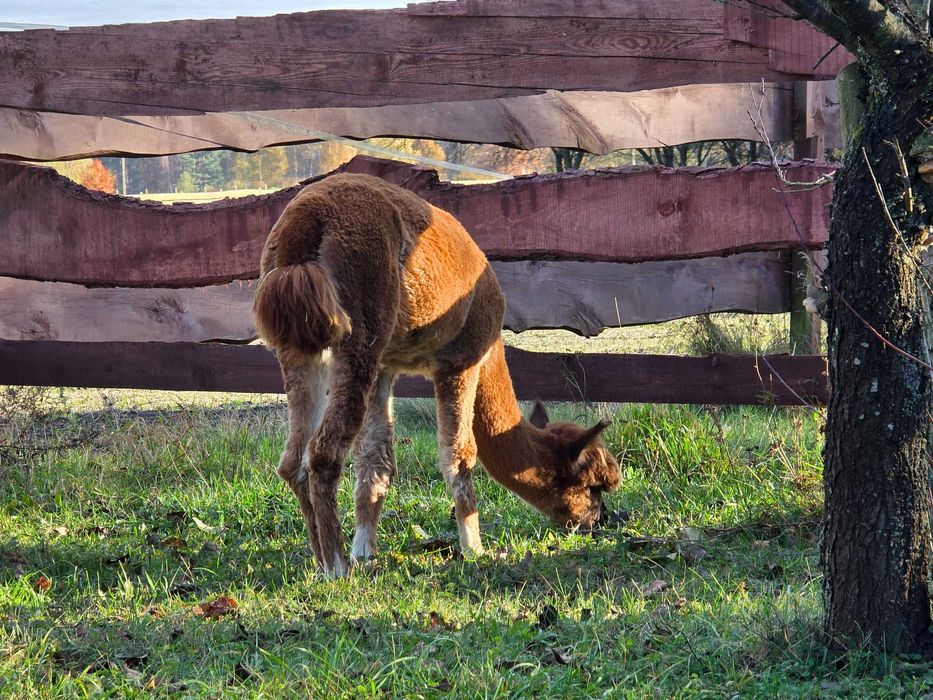 Alpaka samica Huacaya