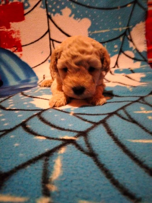 Найкращі мальтіпушки. Доставочка