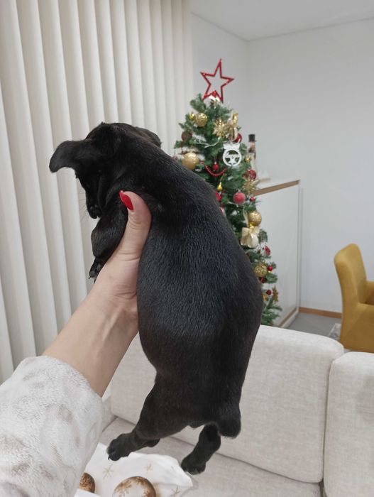 Bulldog francês fêmea