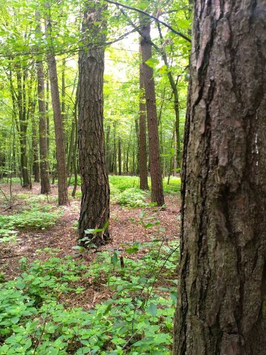 Działka z lasem Czerwin